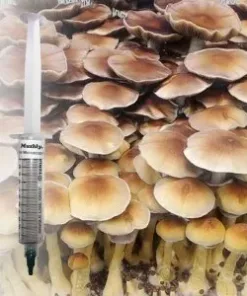 Blue Meanie Spore Syringe