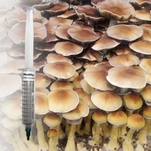 Blue Meanie Spore Syringe