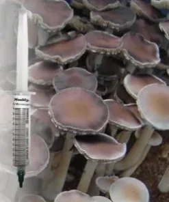 Nepal Chitwan Spore Syringe