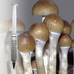 Z Strain Spore Syringe