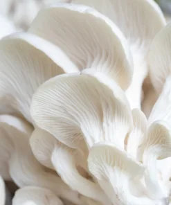 Pearl Oyster Liquid Culture Syringe