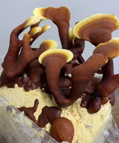 Red Reishi Liquid Culture Syringe