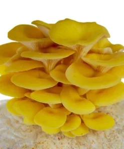 Golden (Yellow) Oyster Liquid Culture Syringe